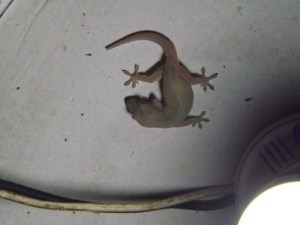Gecko