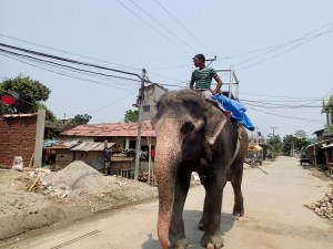 cu elefantul la șosea